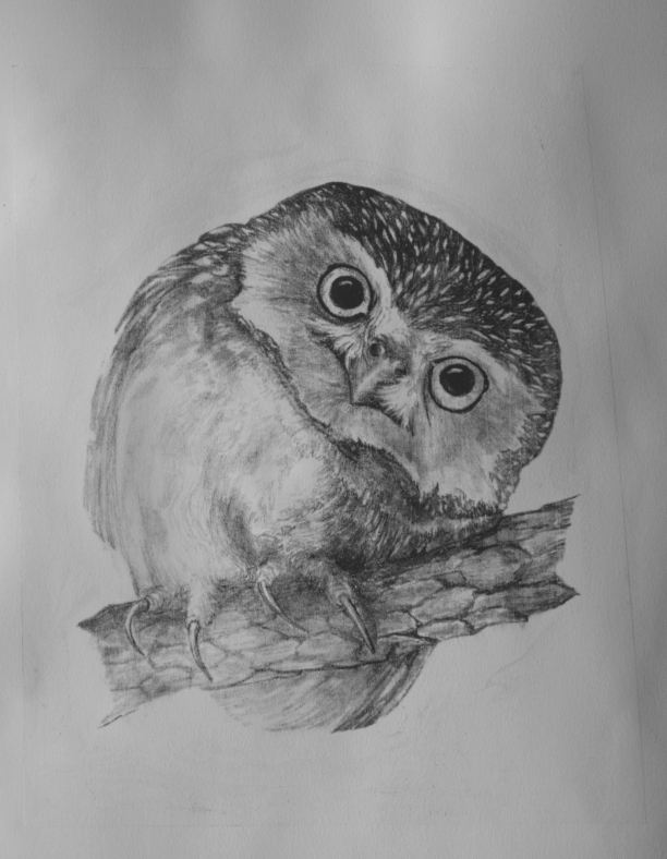 pigmy owl